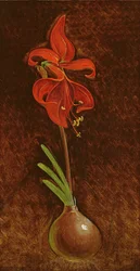 Amaryllis formosissima, 1808